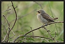 Grauwe Klauwier, Red-backed Shrike, Lanius collurio Location: Wierden, the Netherlands grauwe klauwier 7D 7996 kopie ws